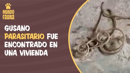 Extraño gusano parasitario fue encontrado en una vivienda