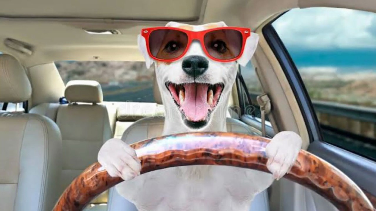 funny dog videos - part #004