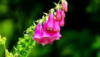 Nice Flowers,    IH Official  01