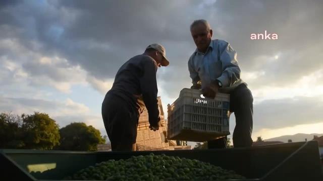 Aydınlı Zeytin Üreticisi: Zeytincilik Bitti, Mahvolduk. Baş Fiyatın 20 Lira Olmasını İstiyoruz