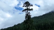 China’s tallest tree found inside a forest in Tibet is as high as a 28-storey building