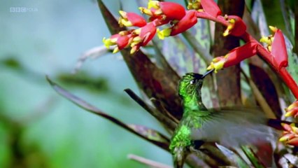 Natures Microworlds 03 of 13 Amazon