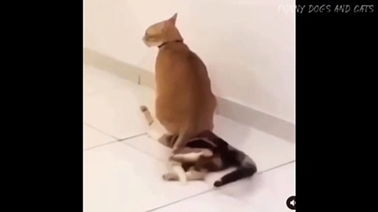 cat funny video part 1