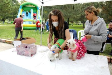 Bursa haberleri! Bursa'da kedi ve köpekler podyumu süsledi