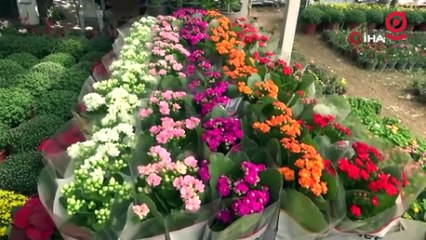 Sonbaharın en çok tercih edilen çiçekleri