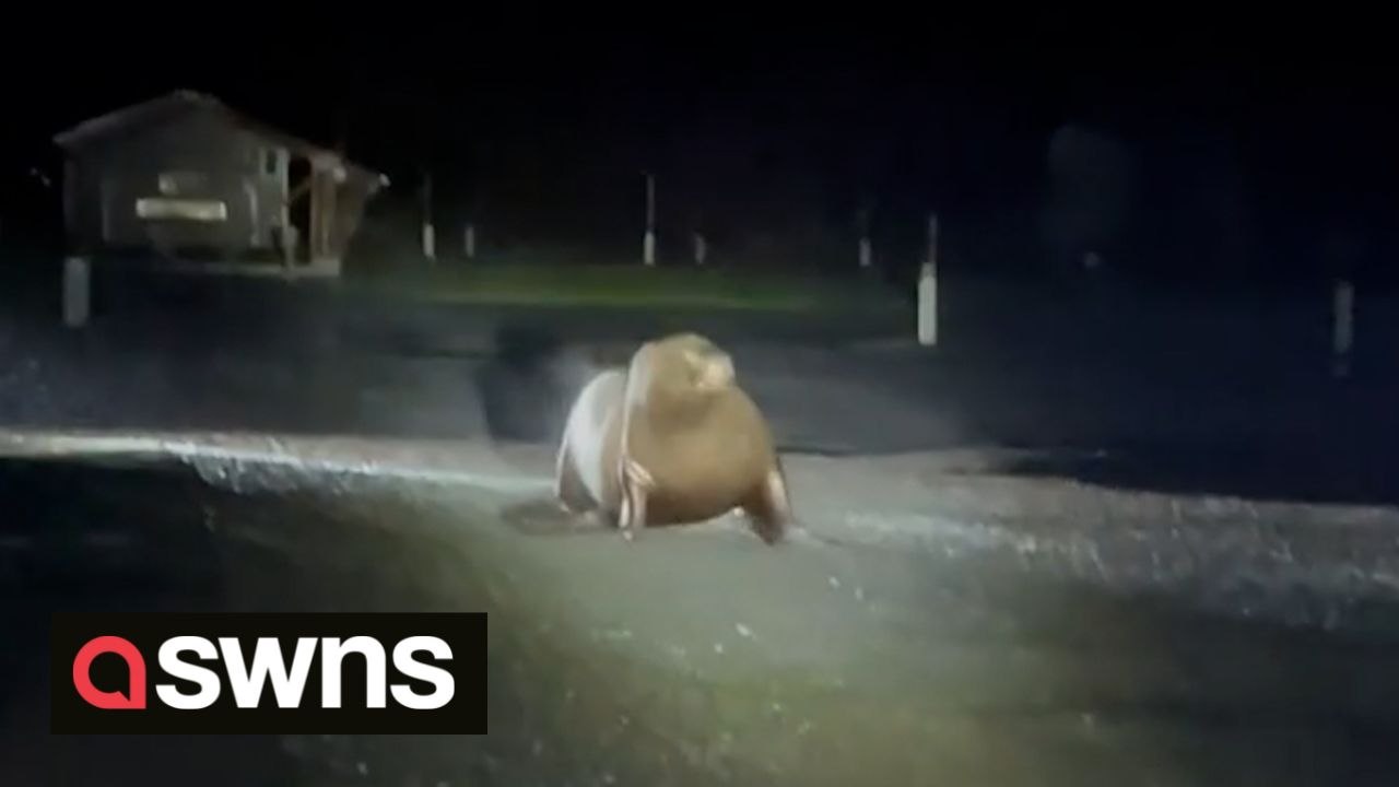 Sealion has to be herded by residents and police after wandering into road in Alaska