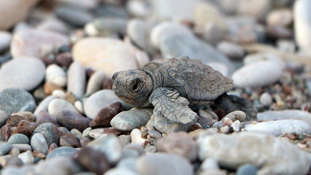 Çıralı’da denizle buluşan yavru caretta caretta sayısı arttı