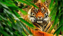 Tigre du Bengale : pourquoi cette espèce 