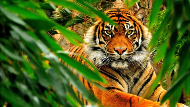 Tigre du Bengale : pourquoi cette espèce royale est-elle en danger ?
