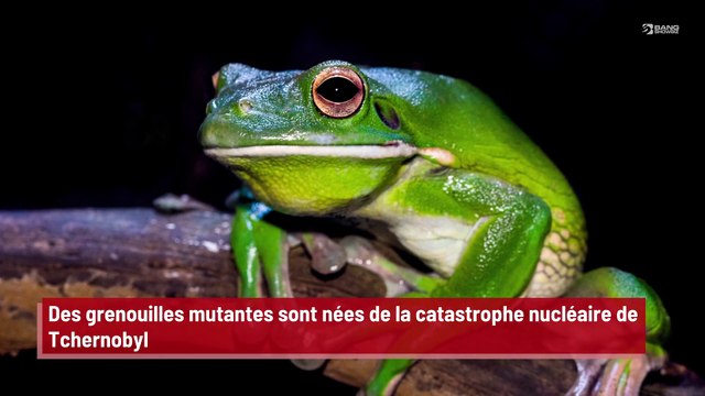 Des grenouilles mutantes sont nées de la catastrophe nucléaire de Tchernobyl !
