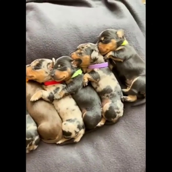 Cute Dog's baby