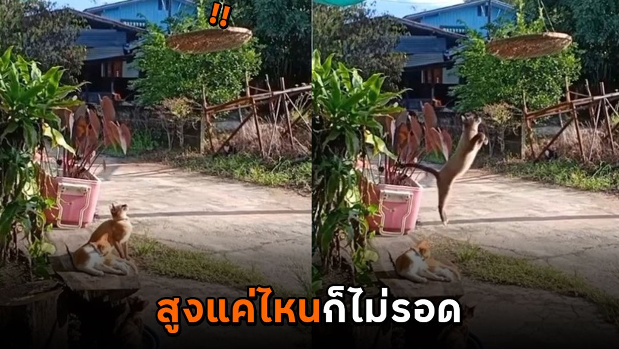 วันวุ่น ๆ ของวัยรุ่น 4 ขา ตากปลาสูงแค่ไหนก็ไม่ร...