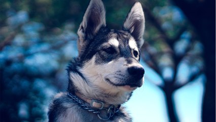 Tears of joy as this unwanted rapping pup finds a home after more than a year in a shelter (VIDEO)