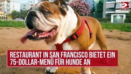 San Francisco: 75 Dollar Menü für Hunde