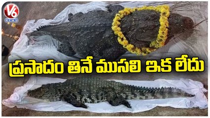 Babiya _ Kerala’s Vegetarian Crocodile of Ananthapadmanabha Swamy  Lake Temple Passes Away _ V6 News