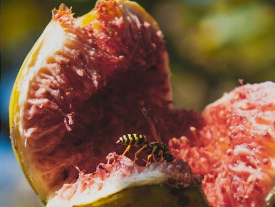 Mythos: Steckt in jeder Feige wirklich eine tote Wespe?
