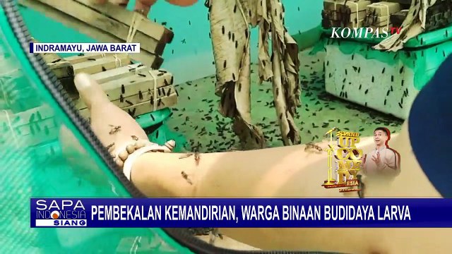 Pembekalan Kemandirian, Warga Binaan Lapas Kelas 2B Indramayu Budidayakan Larva!