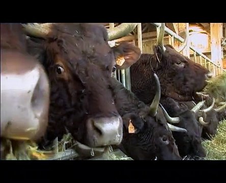 Donkilaban, Le Peul du Tarn Un film de Jacques Monlleau - Extrait