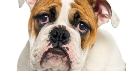 This neglected puppy no fur was dumped in the blistering cold right before Christmas (VIDEO)