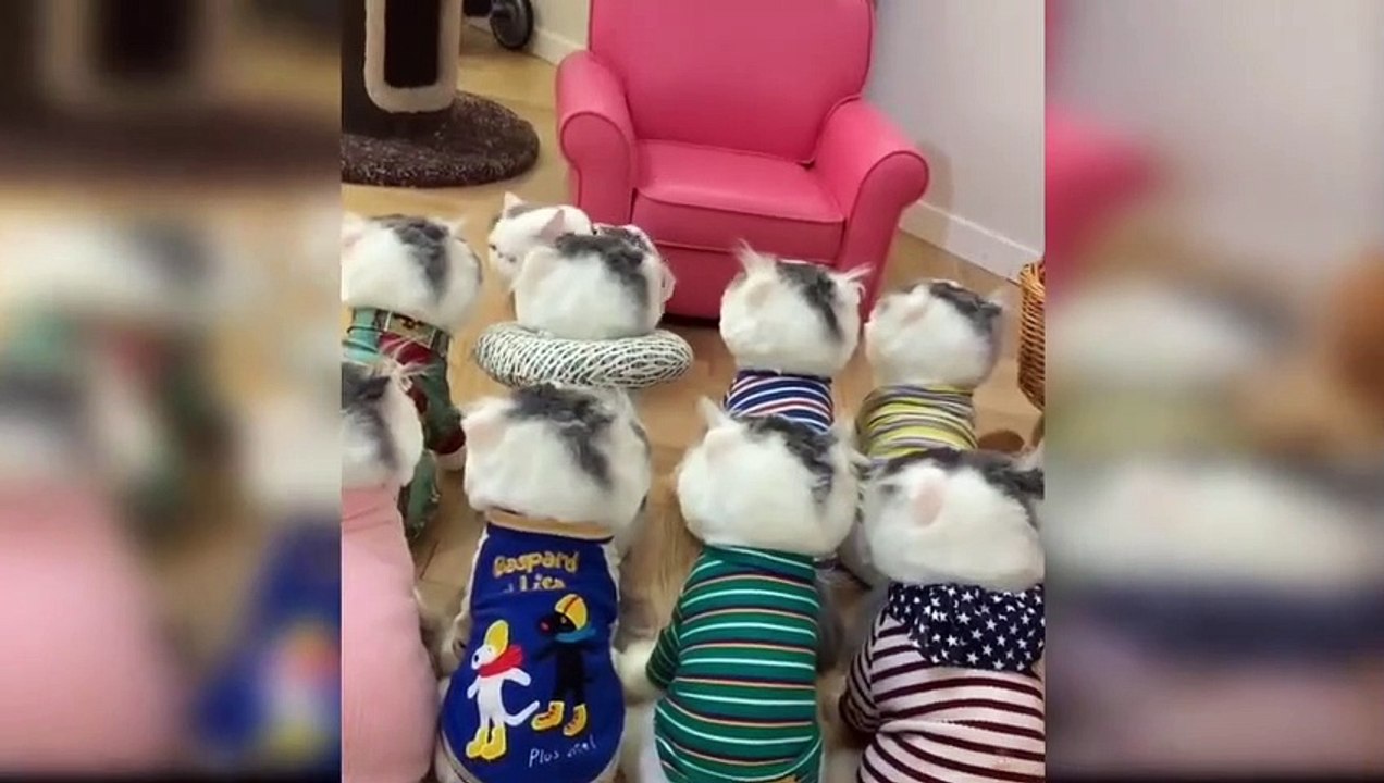 The Best Funny Cat Videos_ The Cutest Cat  funny animals video