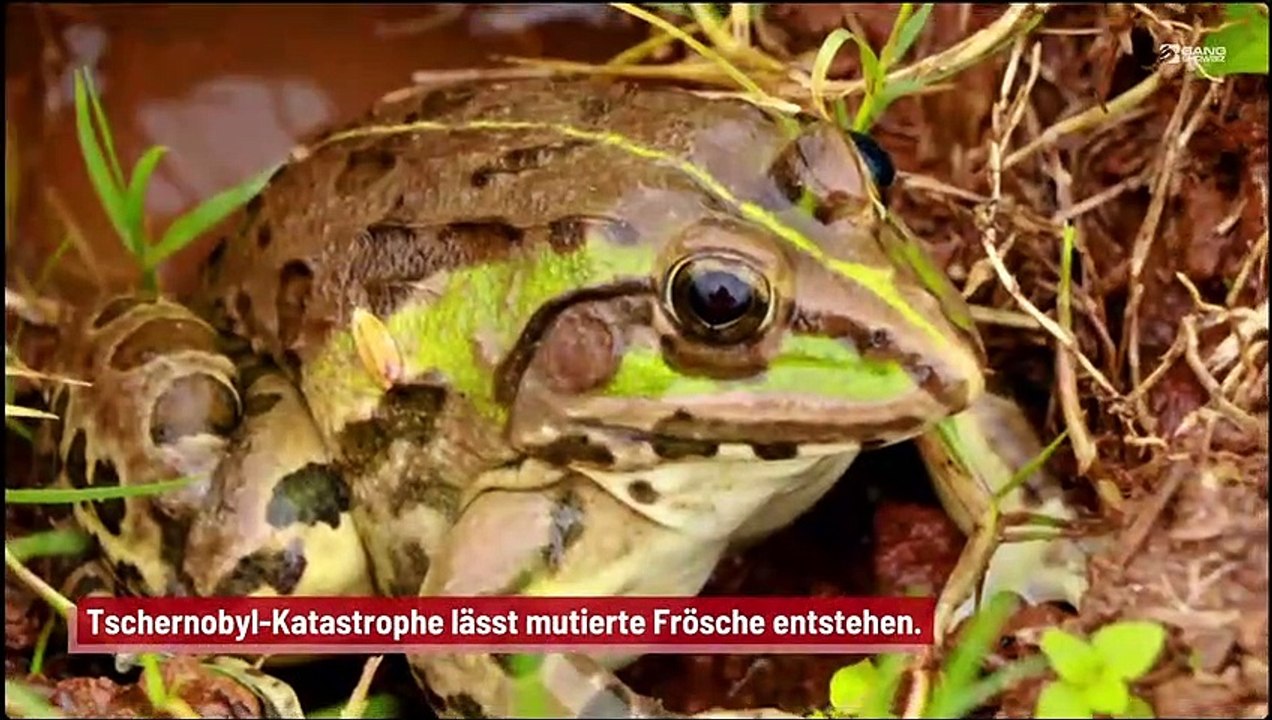 Mutierte Frösche durch die Atomkatastrophe von Tschernobyl