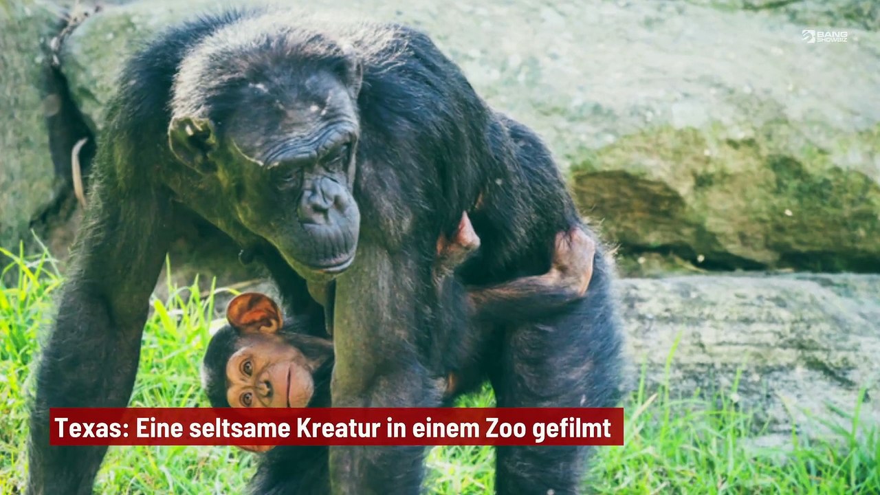 Texas: Eine seltsame Kreatur in einem Zoo gefilmt
