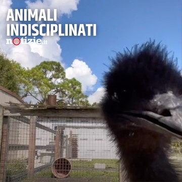 La Knuckle Bump Farms è una fattoria gestita da una giovane ragazza di nome Taylor Blake che sta diventando virale su Tiktok