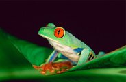 A family find a tree frog in their supermarket Bananas