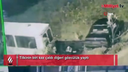 Tilkinin biri kaz çaldı diğeri gözcülük yaptı