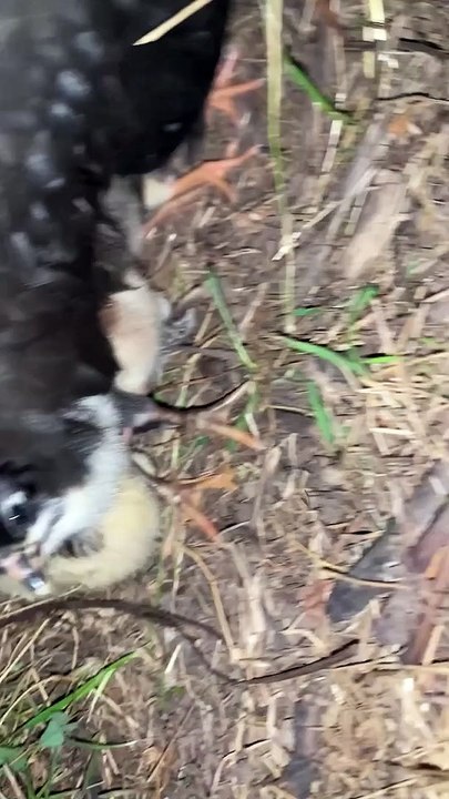 Missing Hen Makes a Surprising Return