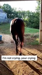 Girl Gets Surprised at the Horse Stable
