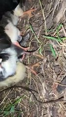 Missing Hen Makes a Surprising Return