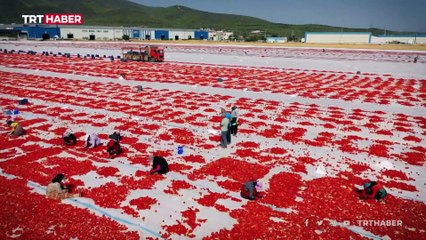 HAK-İŞ Genel Başkanı Arslan çalışma hayatına yönelik adımları TRT Haber'e değerlendirdi