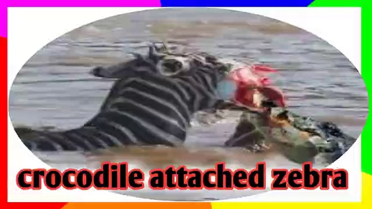 Crocodile  attacked zebra  while crossing the river #2022