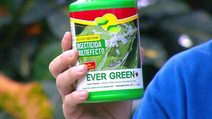 bd-publireportaje-evergreen-101022