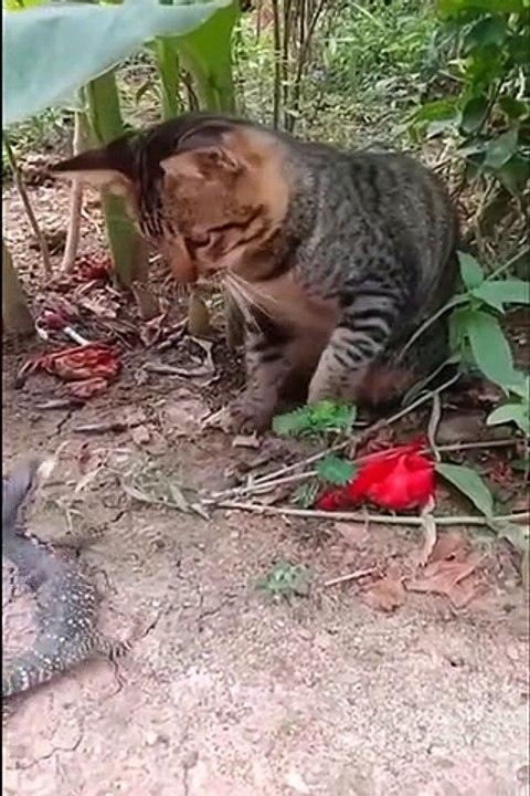 Funniest Cats and Dogs Videos - Funny Animal Videos #23