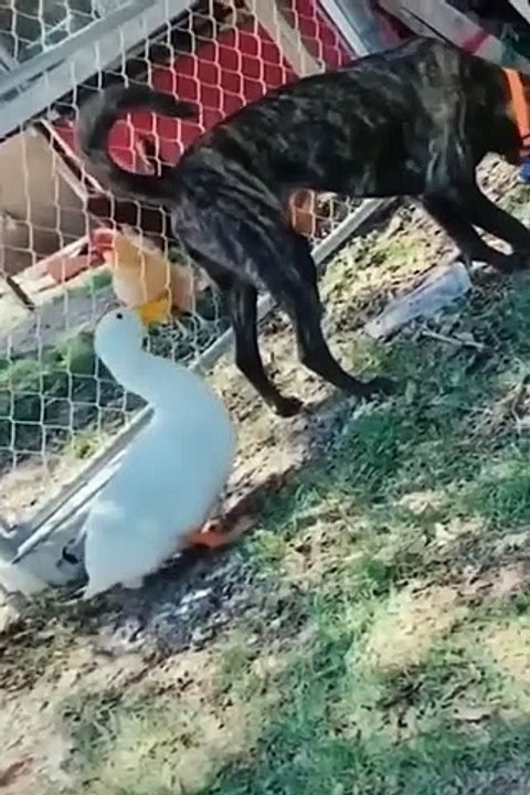 Funniest Cats and Dogs  - Best Funny Animal Videos #21