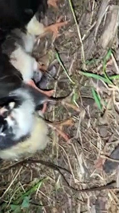 Missing Hen Makes a Surprising Return