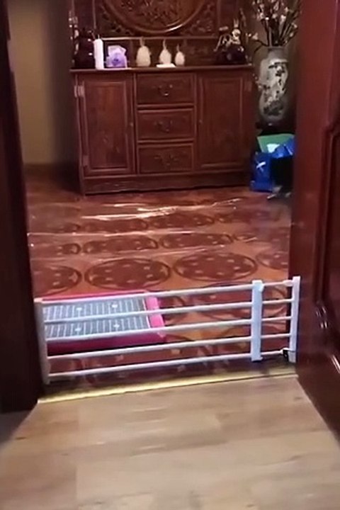 Funniest Cats and Dogs  - Funny Animal Videos #10