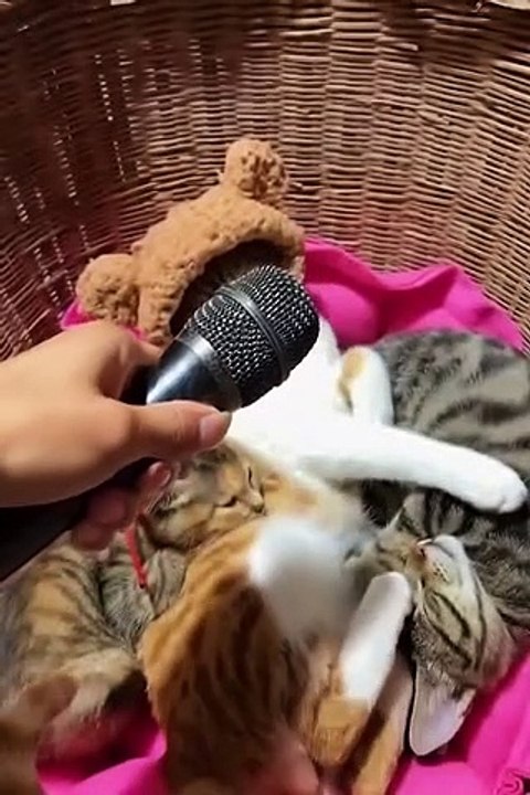 Funniest Cats and Dogs  - Funny Animal Videos #24