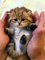 Cute funny cats videos and baby cute funny cats compilation