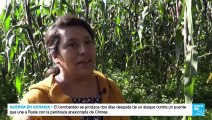 Inflación en México afecta producción de maíz y se disparan precios de tortillas