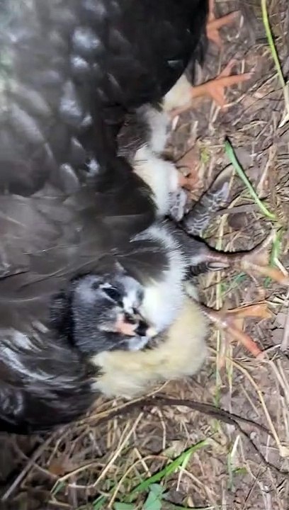 Missing Hen Makes a Surprising Return