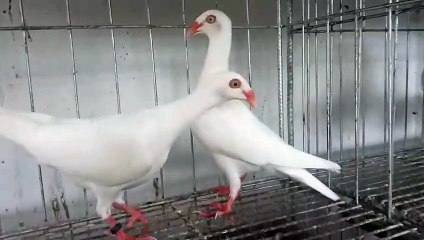 White danish pigeon. ❤️