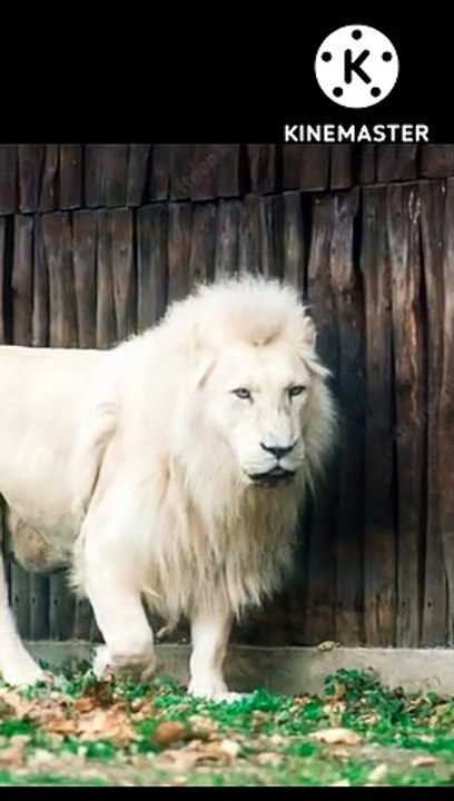lions