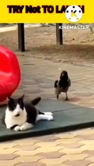 Hilarious Hindi Cat & Crow Comedy | Must-Watch Funny Moments 🐱🦅
