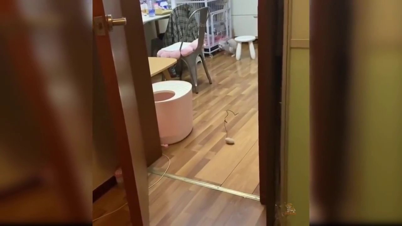 Baby Cats - Cute and Funny Cat Videos Compilation