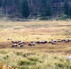 Bull Elk in the Rut Battle