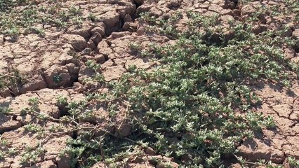 Regiones enteras se volverán inhabitables por las olas de calor en las próximas décadas