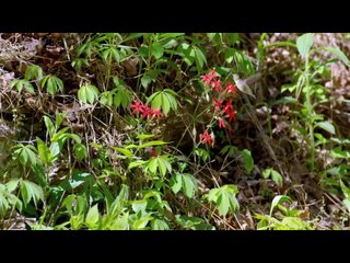 Great Smoky Mountains - A Fairytale World from Once Upon A Time